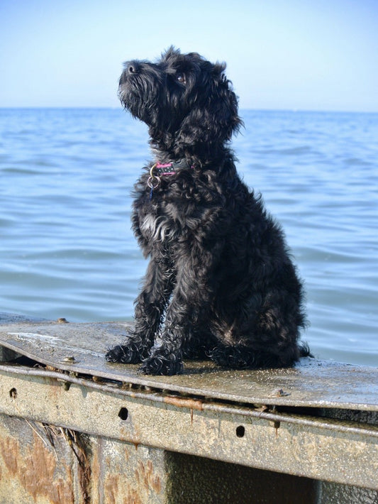 Labradoodle Dog | Diamond Painting
