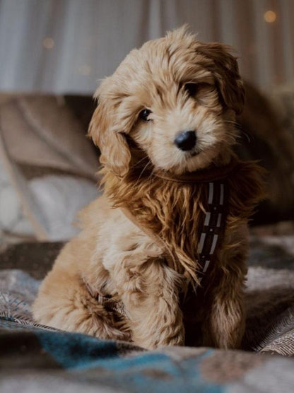 Goldendoodle Dog | Diamond Painting