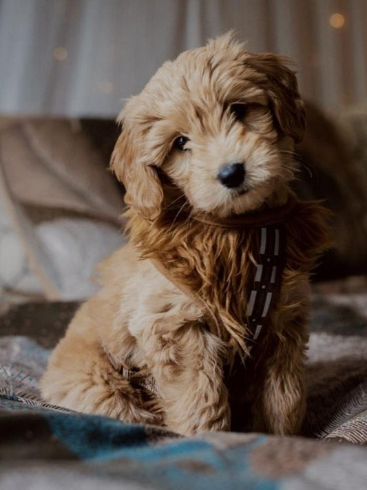 Goldendoodle Dog | Diamond Painting