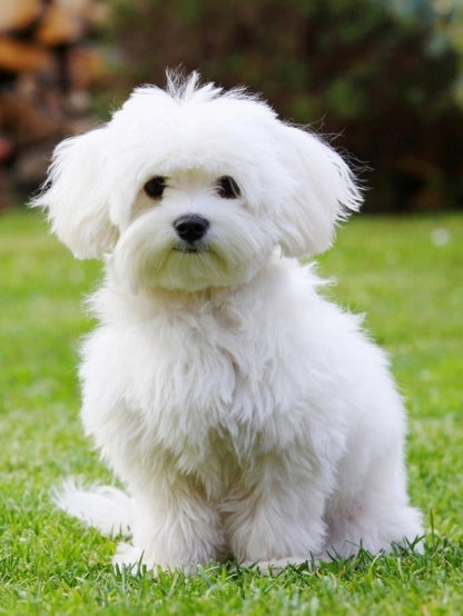 Havanese Dog | Diamond Painting