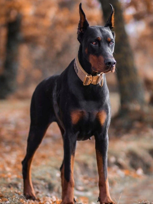 Dog Doberman | Diamond Painting