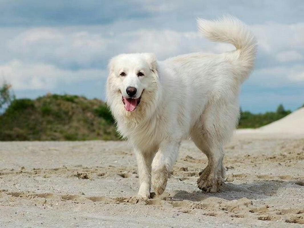 Great Pyrenees Dog | Diamond Painting