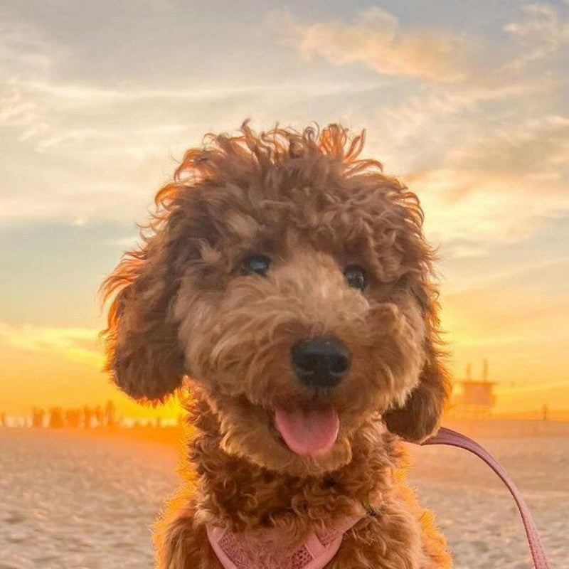 Goldendoodle Dog | Diamond Painting