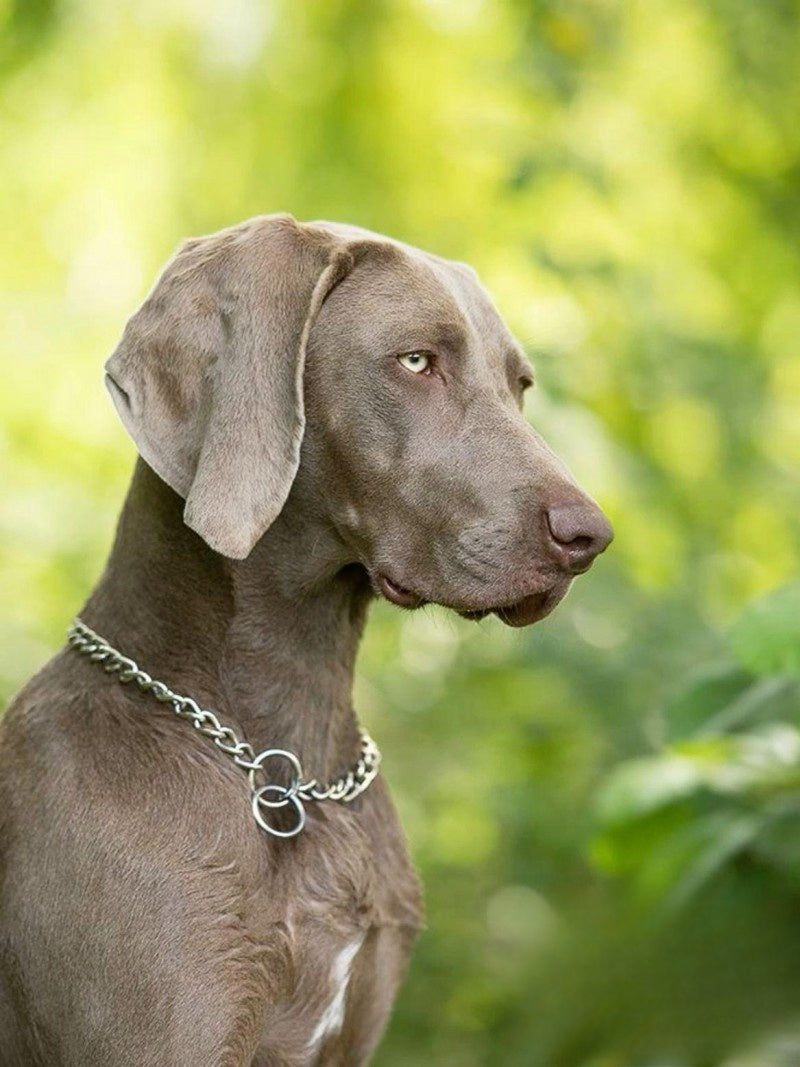 Weimaraner Dog | Diamond Painting