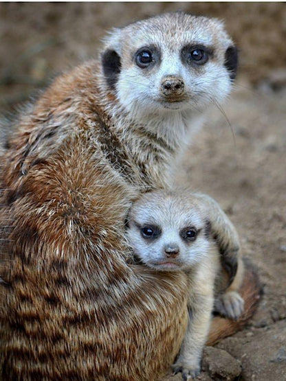Meerkat | Diamond Painting