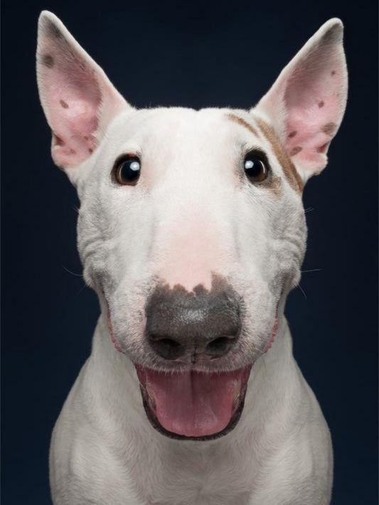 English Bull Terrier Dog | Diamond Painting