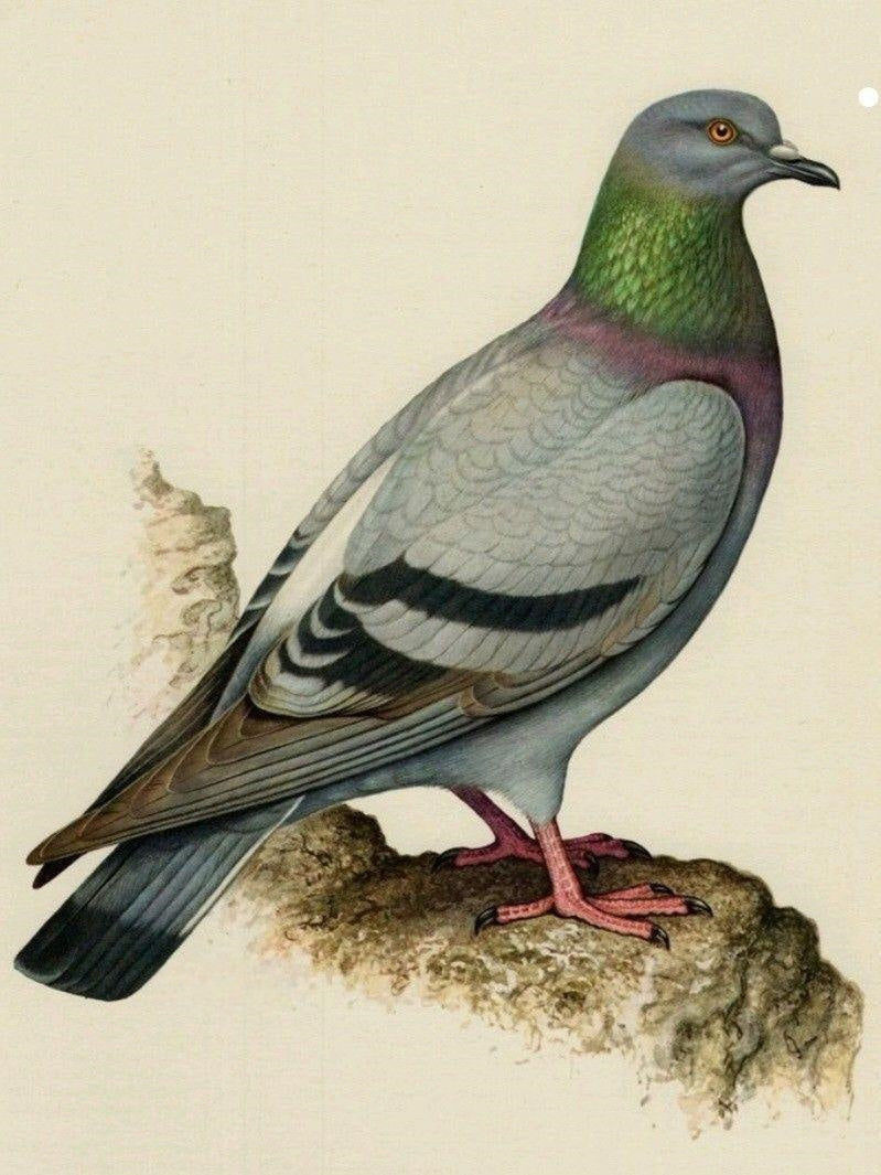 Pigeon | Diamond Painting