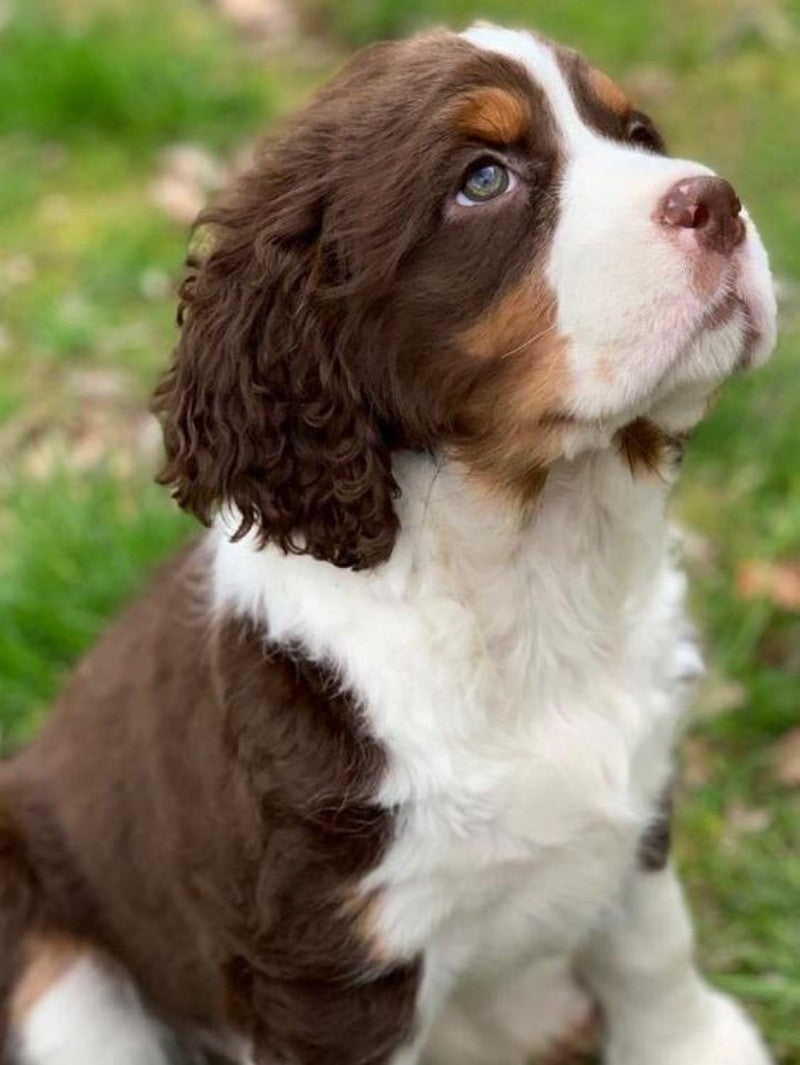 English Springer Spaniel Dog | Diamond Painting