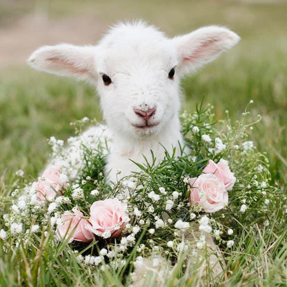 Sheep | Diamond Painting