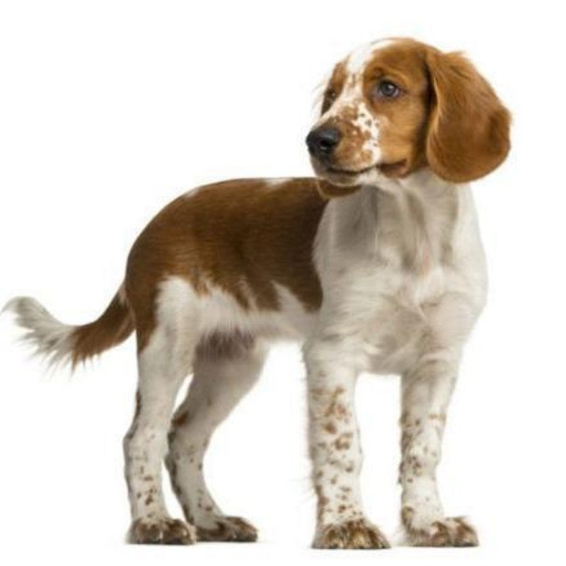 Brittany Spaniel Dog | Diamond Painting