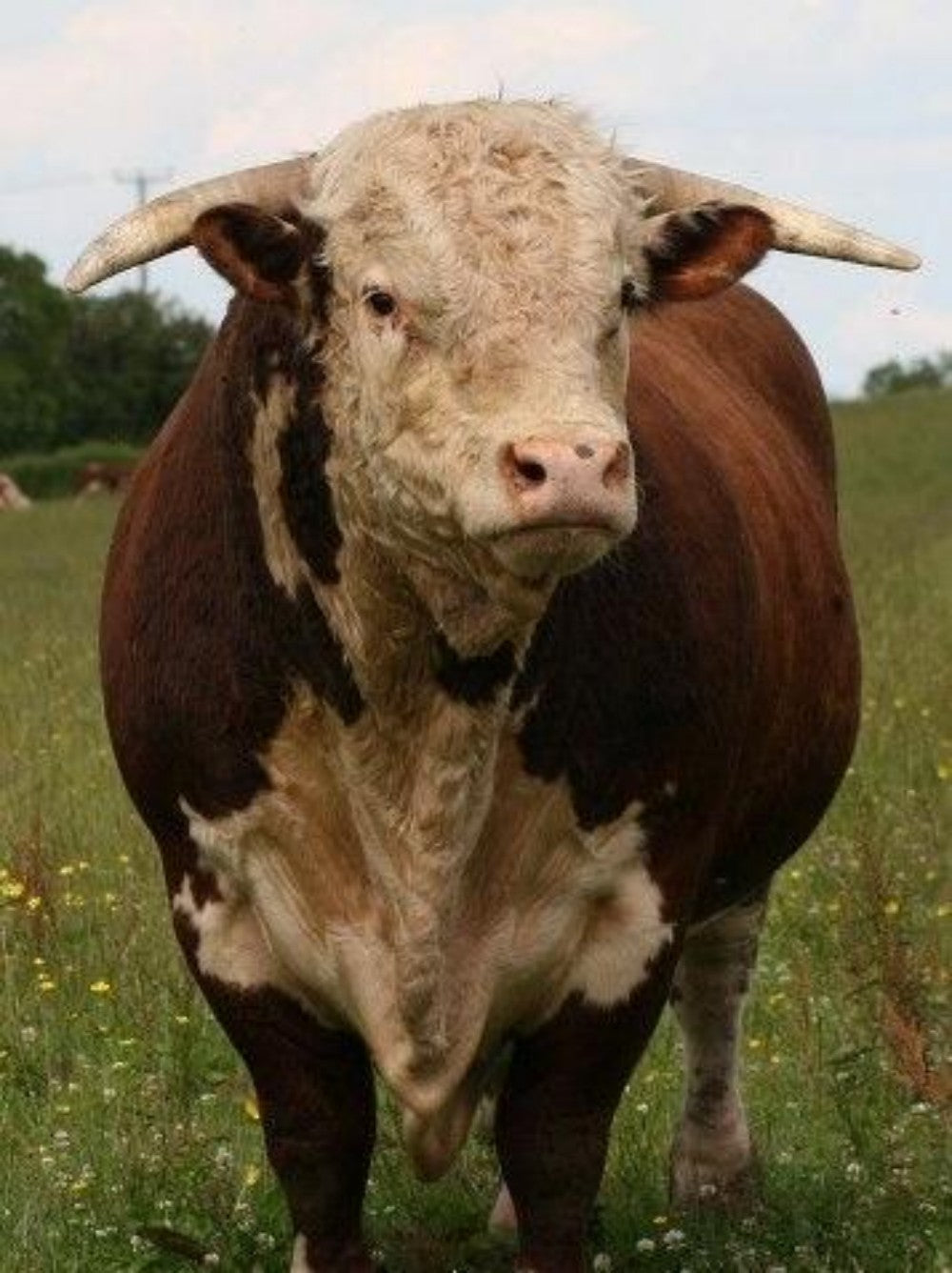 Cow | Diamond Painting