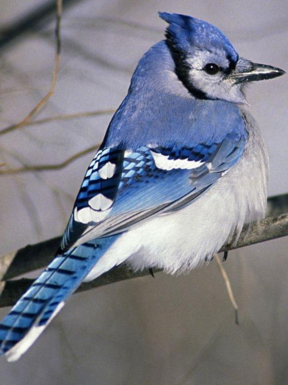 Blue Jay | Diamond Painting