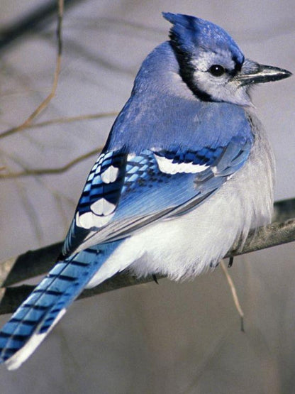 Blue Jay | Diamond Painting