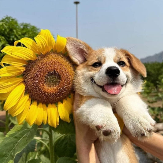 Corgi Dog | Diamond Painting