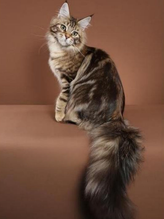 Maine Coon | Diamond Painting