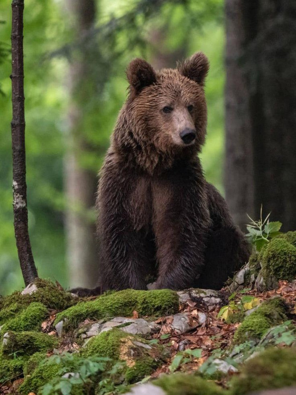 Brown Bear | Diamond Painting