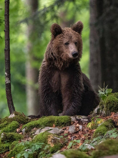 Brown Bear | Diamond Painting