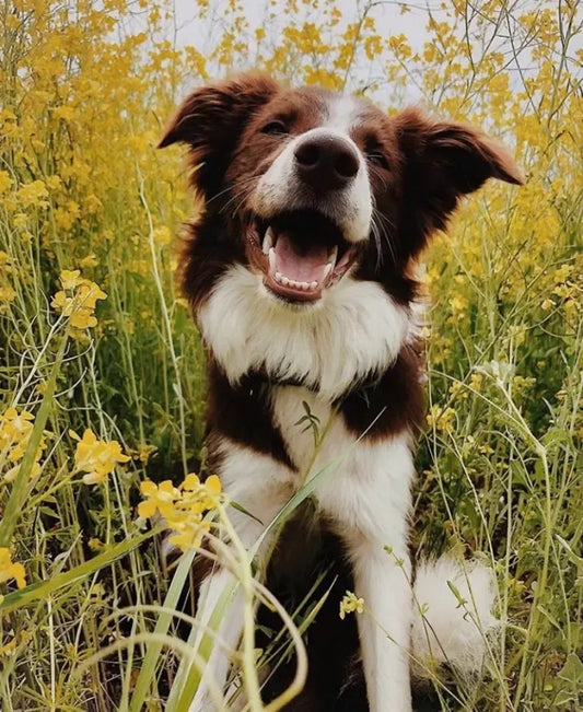 Dog Border Collie | Diamond Painting