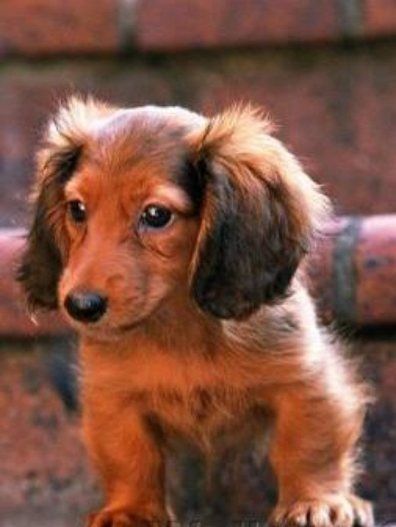 Dachshund Dog | Diamond Painting