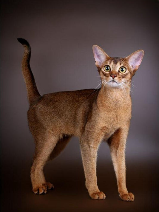 Abyssinian Cat | Diamond Painting