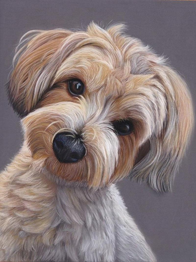 Cavapoo Dog | Diamond Painting