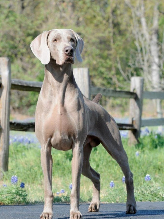 Weimaraner Dog | Diamond Painting