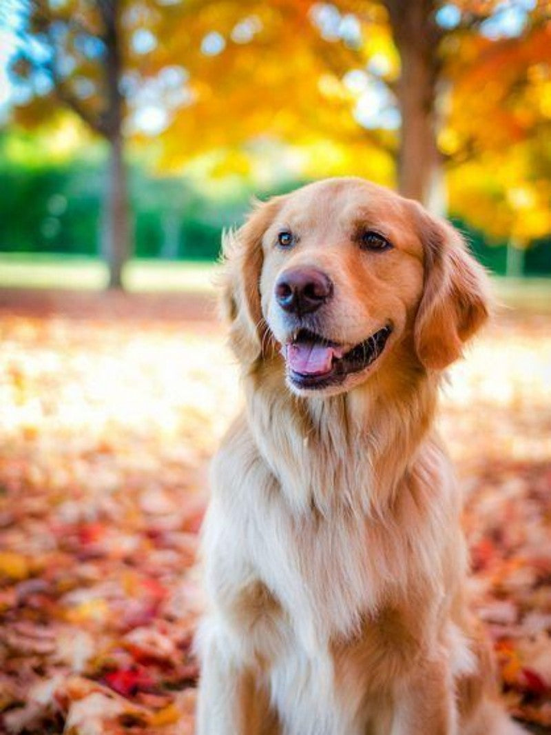 Yellow Labrador Dog | Diamond Painting