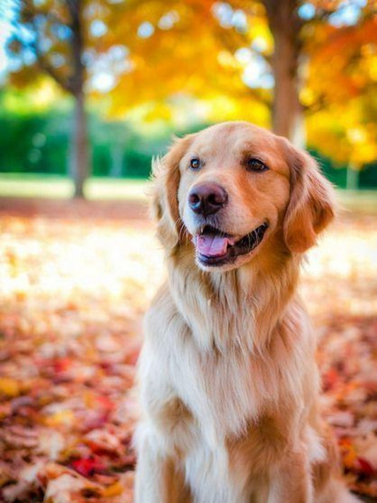 Yellow Labrador Dog | Diamond Painting