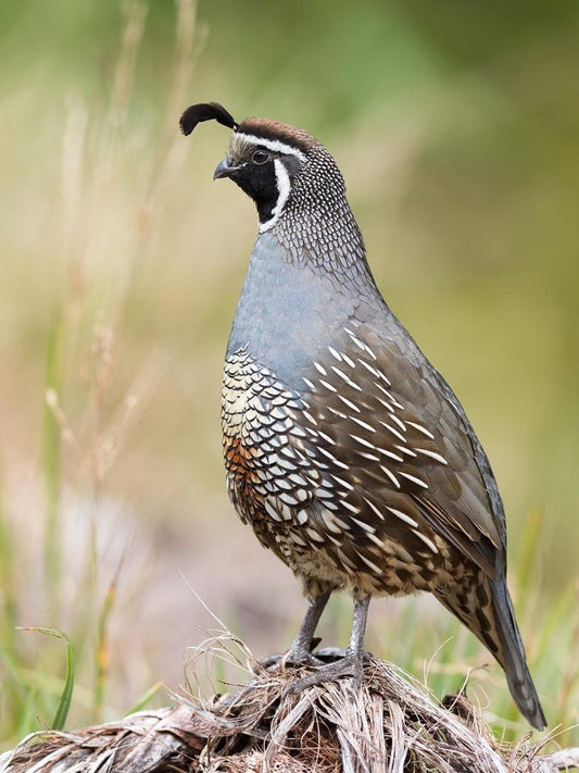 Quail | Diamond Painting