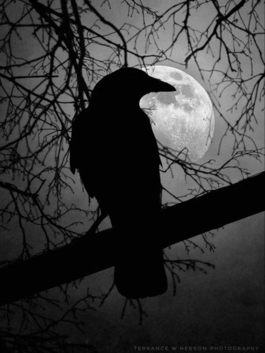Crow | Diamond Painting