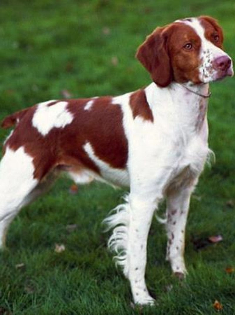Brittany Spaniel Dog | Diamond Painting
