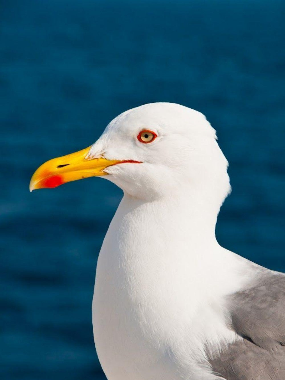 Gull | Diamond Painting