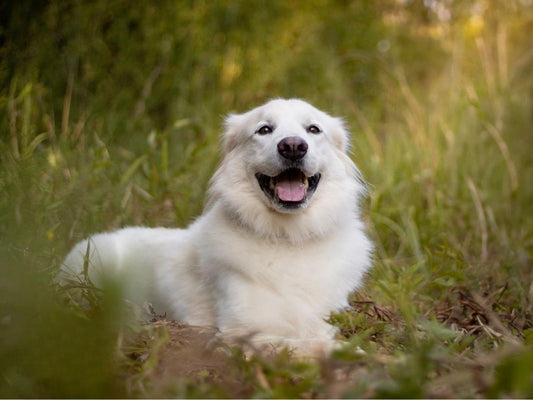 Great Pyrenees Dog | Diamond Painting