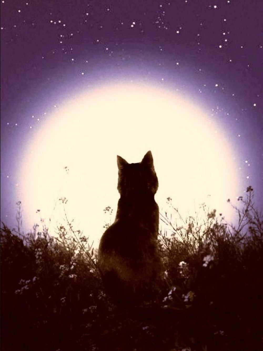 Midnight Cat | Diamond Painting