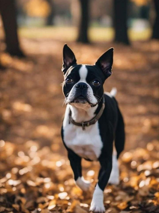 Boston Terrier Dog | Diamond Painting