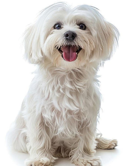 Havanese Dog | Diamond Painting
