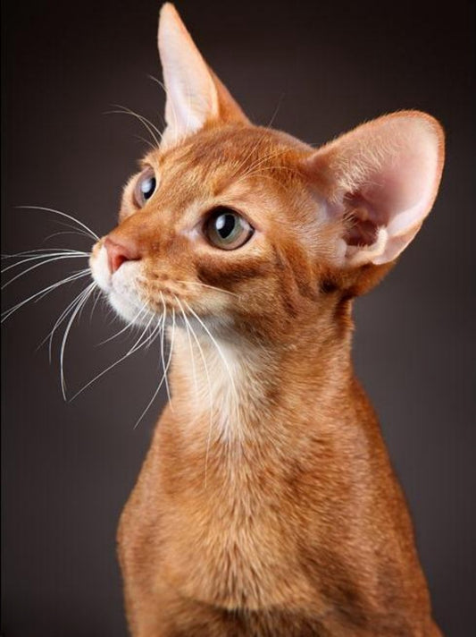 Abyssinian Cat | Diamond Painting