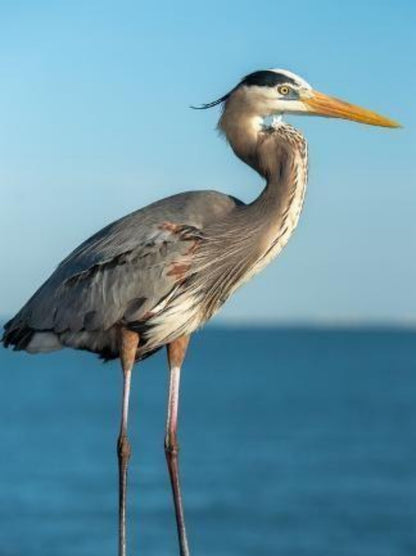 Blue Heron | Diamond Painting