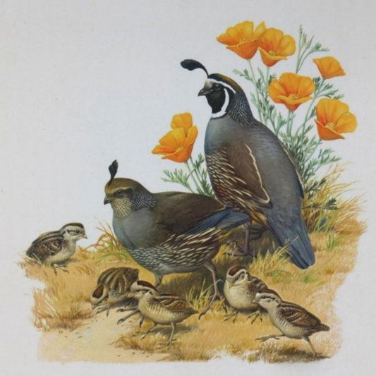 Quail | Diamond Painting