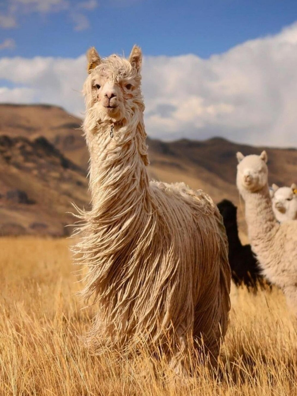 Llama | Diamond Painting