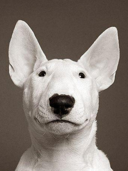 English Bull Terrier Dog | Diamond Painting
