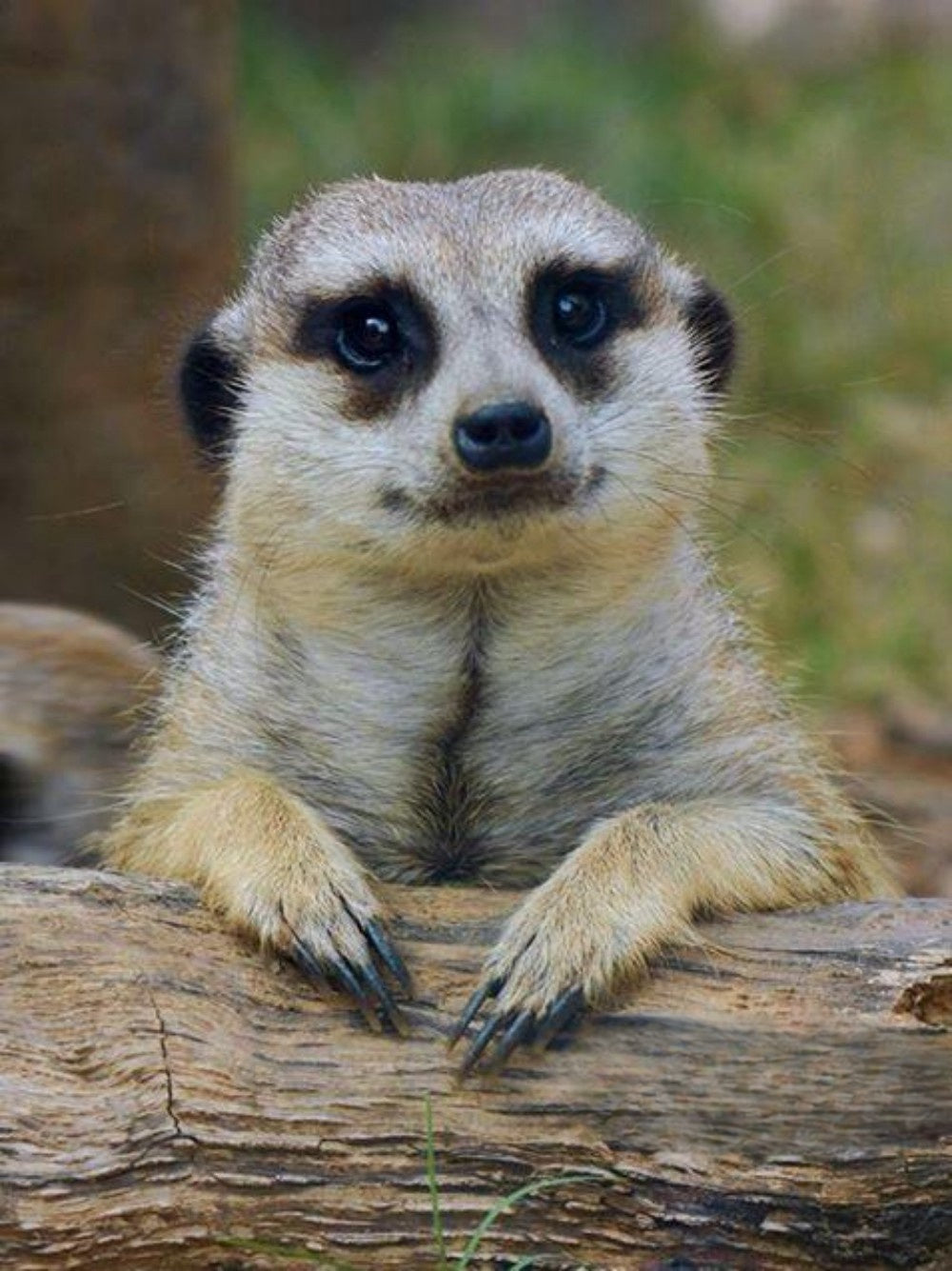 Meerkat | Diamond Painting