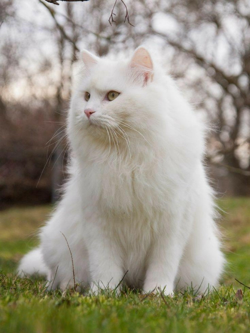 White Cat | Diamond Painting