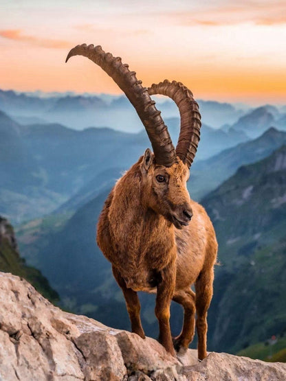 Goat | Diamond Painting