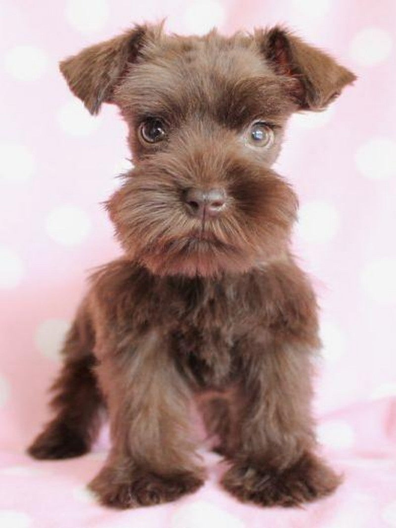 Dog Schnauzer | Diamond Painting
