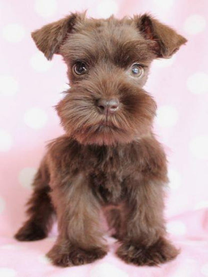 Dog Schnauzer | Diamond Painting
