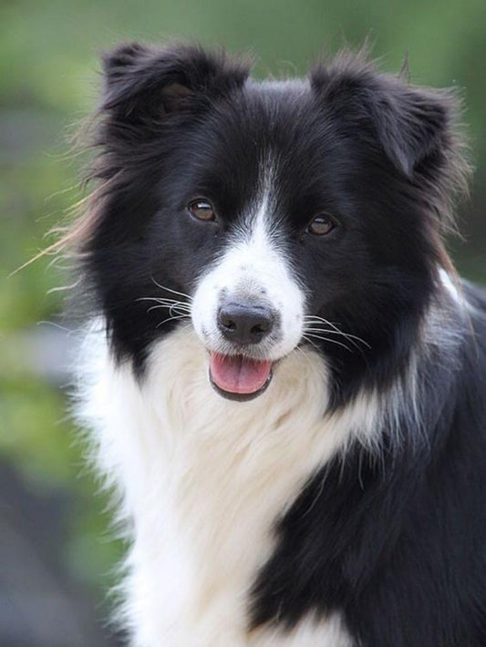 Dog Border Collie | Diamond Painting