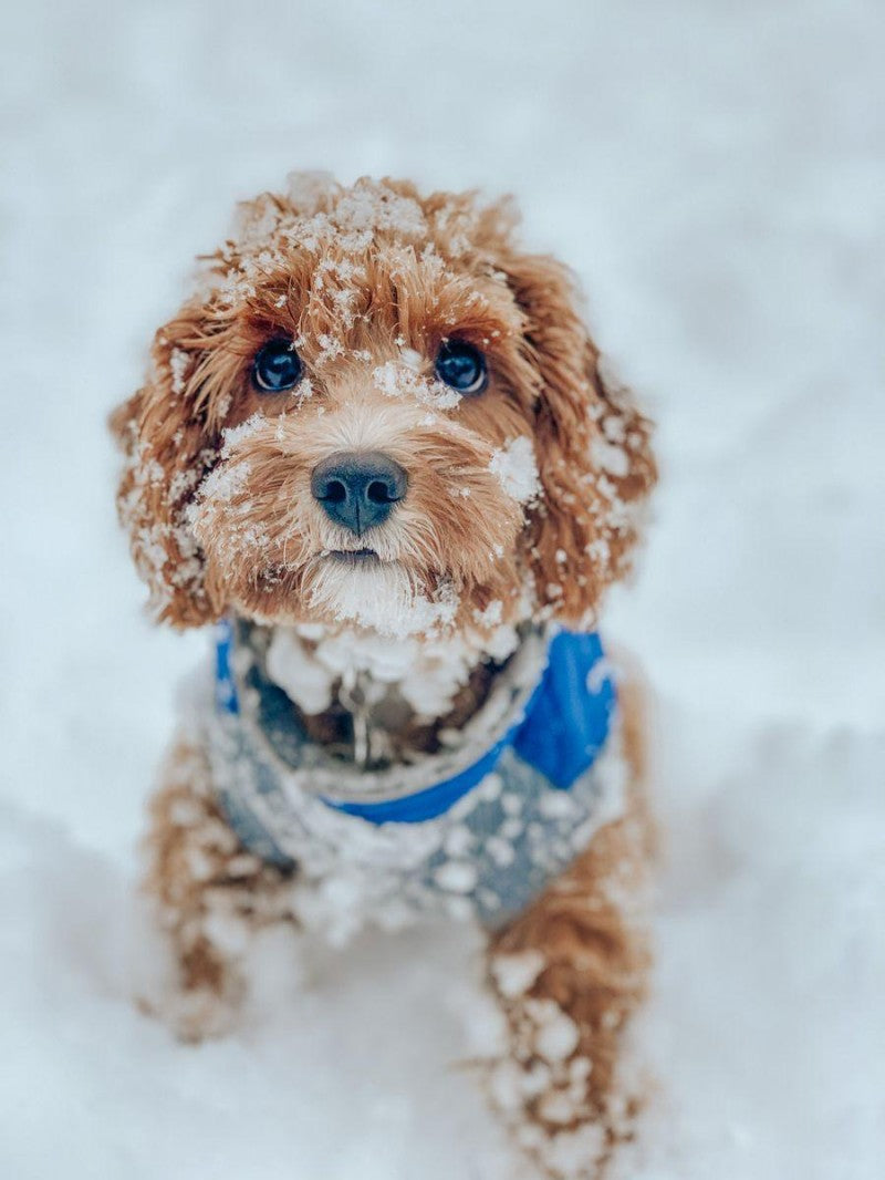 Cavapoo Dog | Diamond Painting