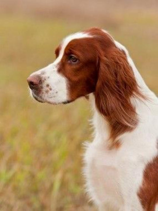 Brittany Spaniel Dog | Diamond Painting