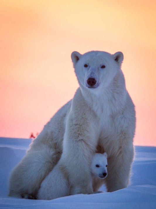Polar Bear | Diamond Painting